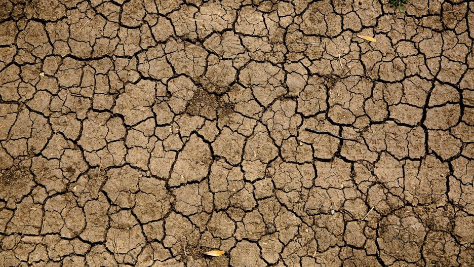 Zmiany klimatyczne będą główną przyczyną spadku różnorodności biologicznej