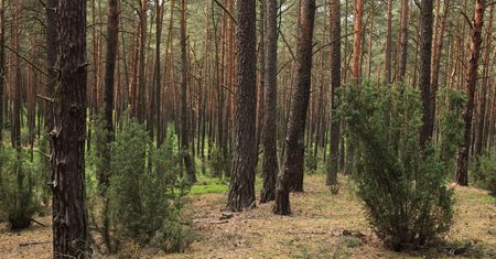 Leśnicy mówią "dość". "Nigdy nie mieliśmy takiego problemu"