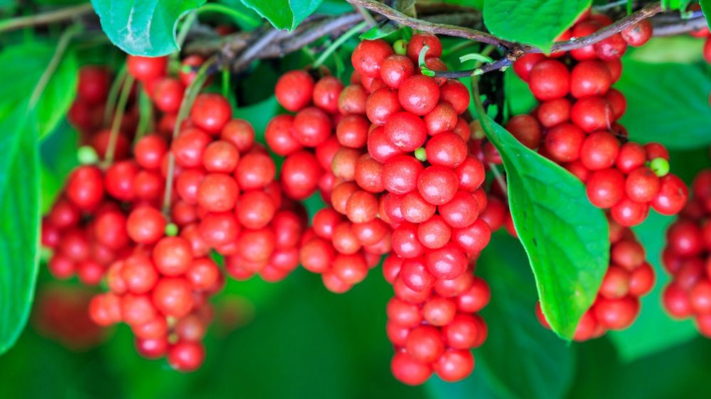 Preparaty na bazie cytryńca mają korzystny wpływ na układ nerwowy, oddechowy i wzrok