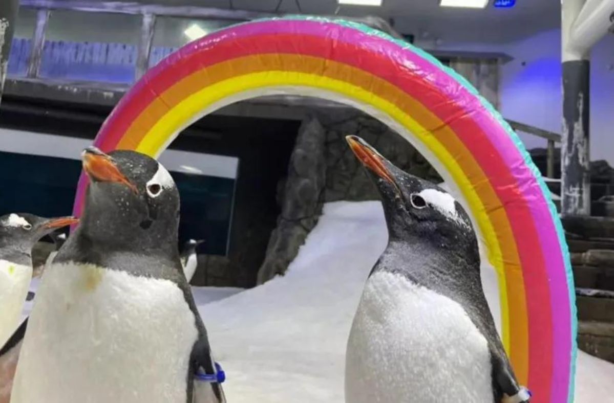 Australian LGBT icon Sphen the penguin dies at Sydney Aquarium