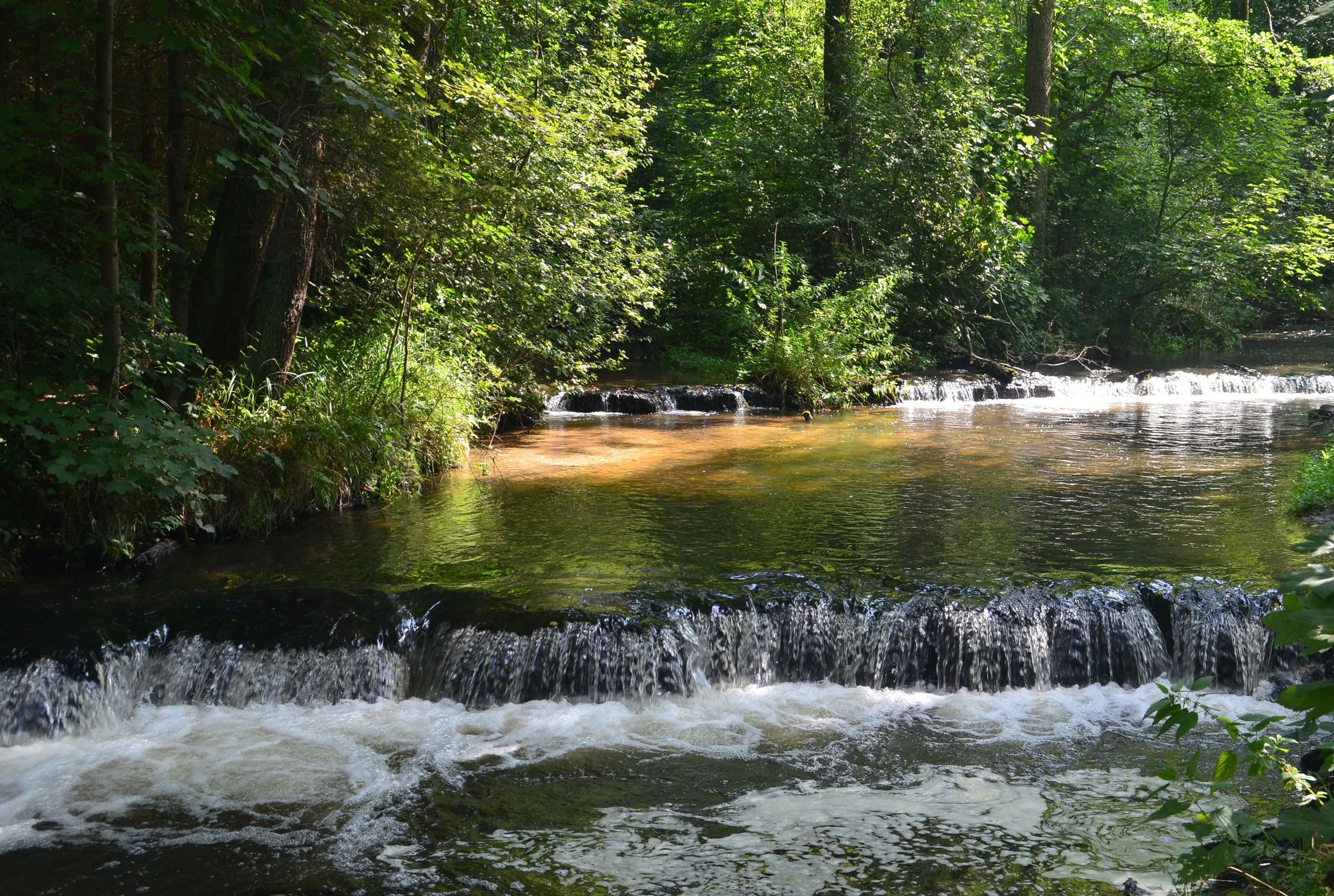 Rezerwat Szumy na Tanwii