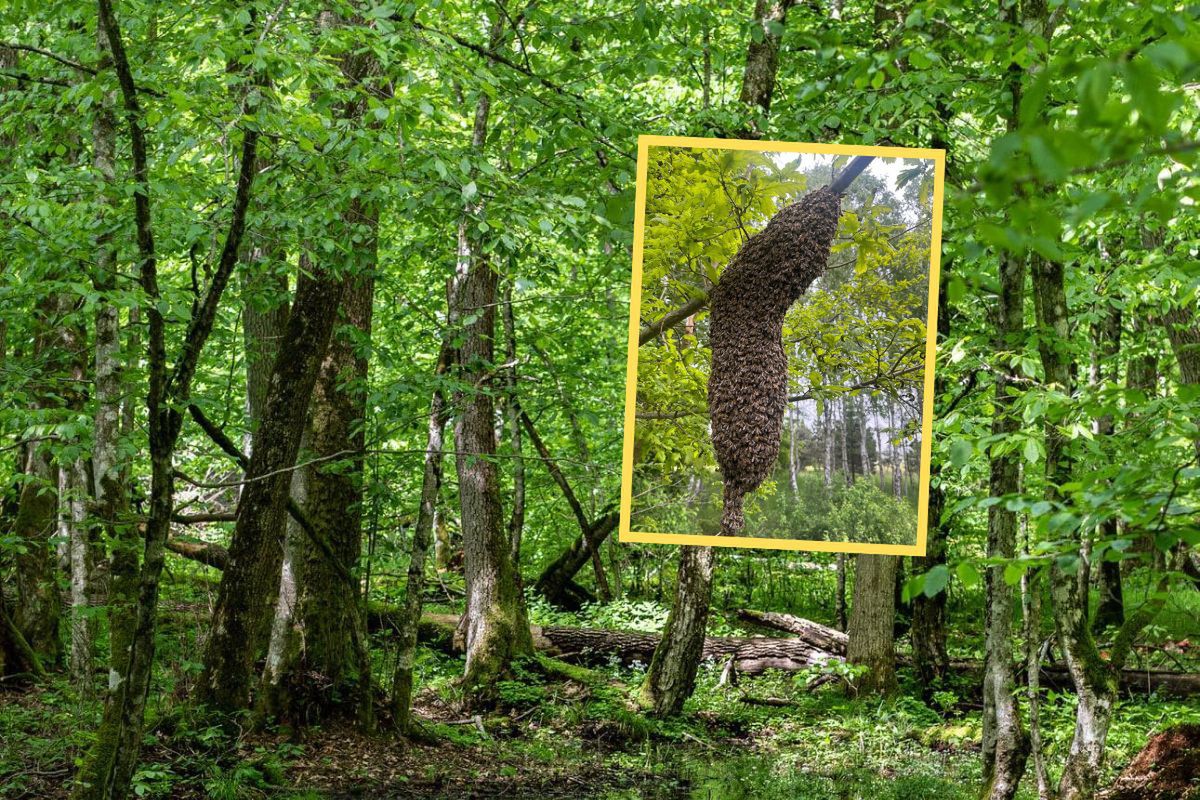 Jedna na drugiej. Leśnicy zobaczyli je na gałęzi drzewa. Od razu sięgnęli po telefon