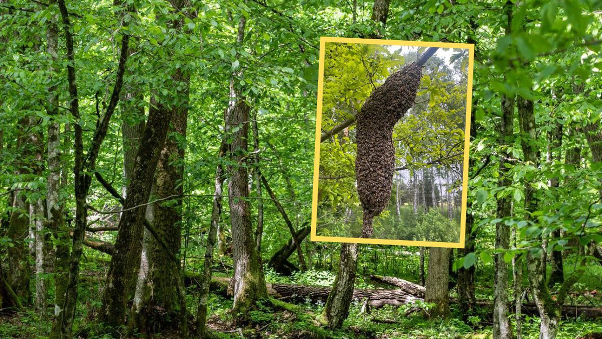 Nadleśnictwo Świerklaniec pokazuje cuda natury