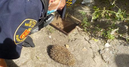 Warszawa. "Nocny spacerowicz" potrzebował pomocy. Jeż wpadł do studzienki
