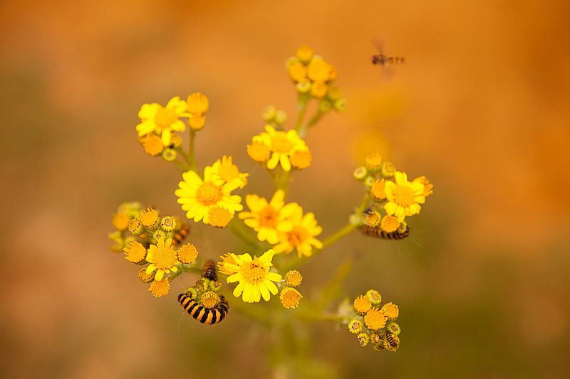 Znamy zwycięzców konkursu International Garden Photographer of the Year 2016 29