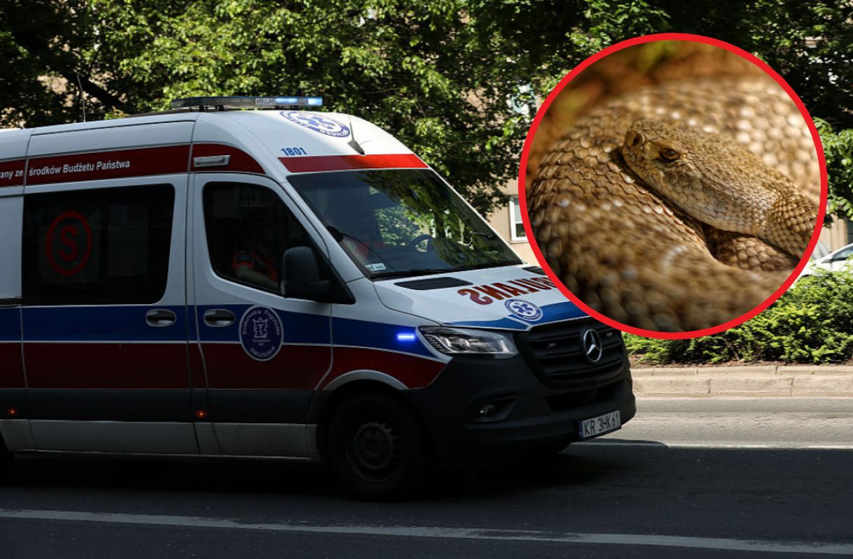 16-latek ukąszony przez żmiję. Są nowe wieści