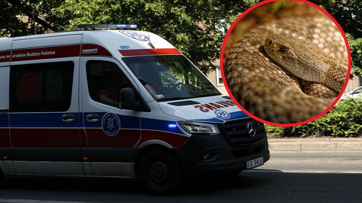 Lekarze uratowali 16-latka ukąszonego przez jadowitego węża