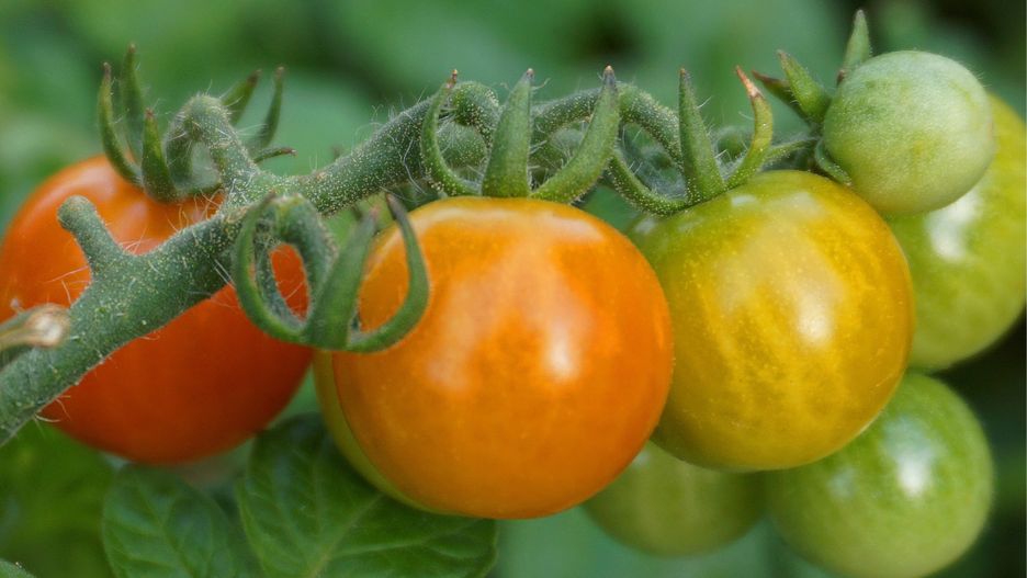 Można przyspieszyć dojrzewanie pomidorów w naturalny sposób
