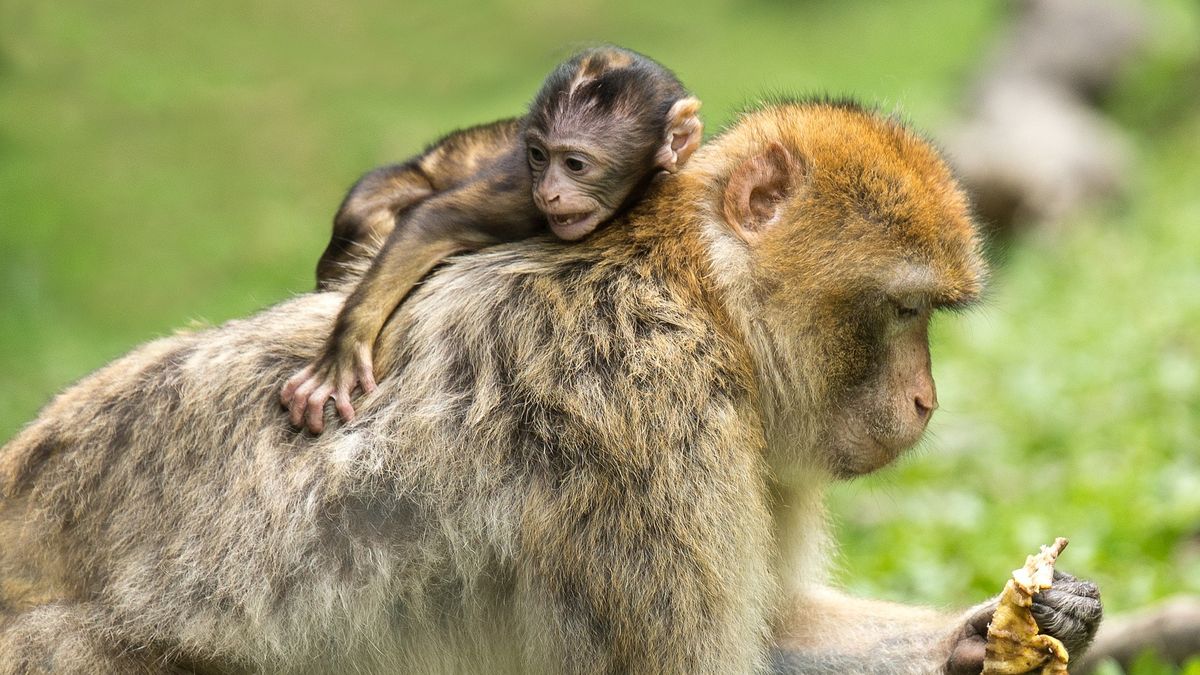 Dwie kobiety płaciły za nagrania i zdjęcia ukazujące torturowanie małp  
