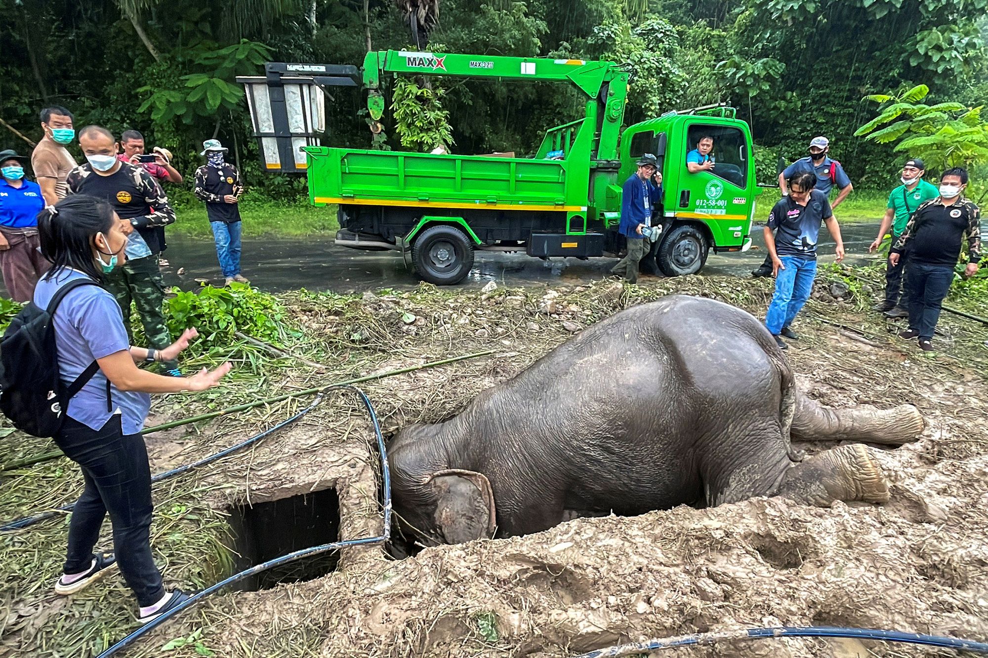 Dramatyczna akcja ratunkowa na zdjęciach. Mały słoń wpadł do włazu 3