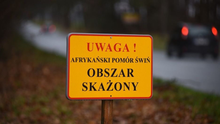 ASF w gminie Nowa Wieś Lęborska
