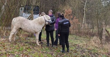Weszli na posesję 53-latka. Porażający widok