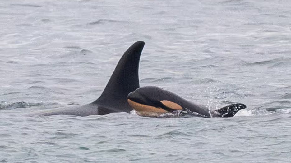 Orka Tahlequah z martwym J61