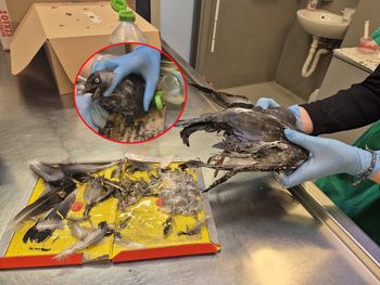 Koszmar ptaków w Warszawie. "Mogą połamać sobie kończyny i koniec końców się udusić"