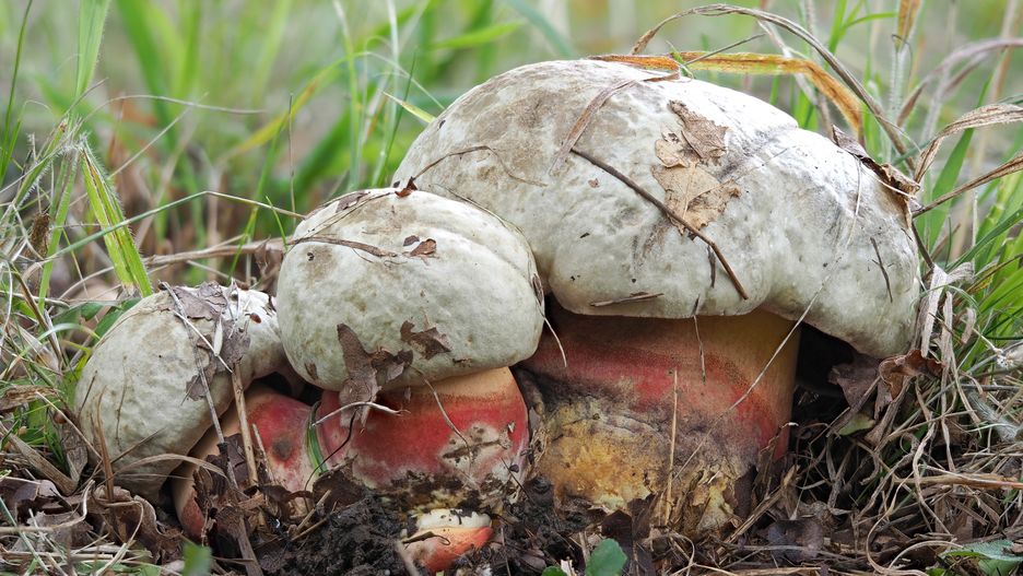 Krwistoborowik szatański pojawił się w Poznaniu