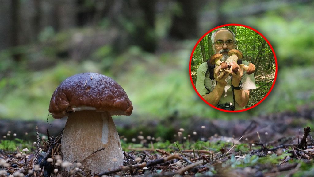 Wiesław Kamiński mówi wprost: grzybów na razie nie będzie