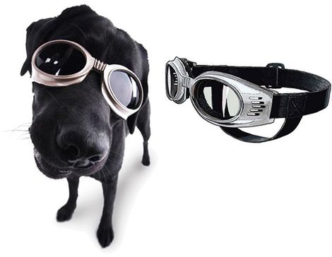 Doggles – okulary dla psa
