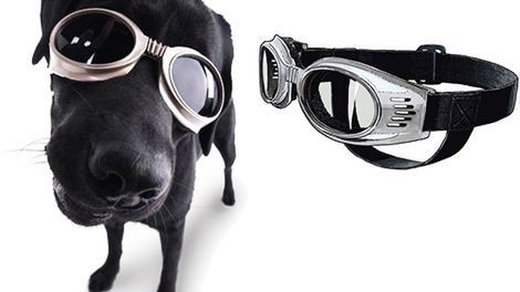 Doggles – okulary dla psa 1