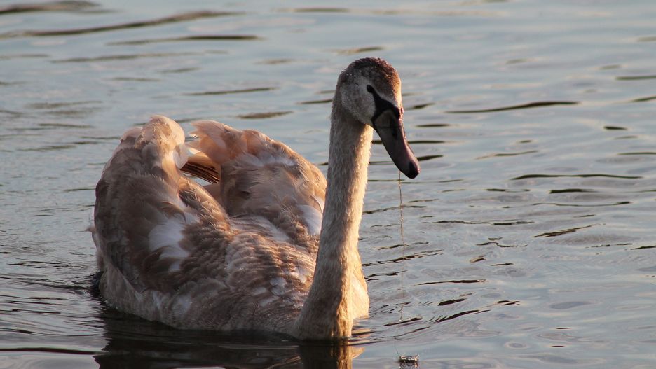 Ptasia grypa nad Zatoką Pucką. Pół tysiąca martwych ptaków