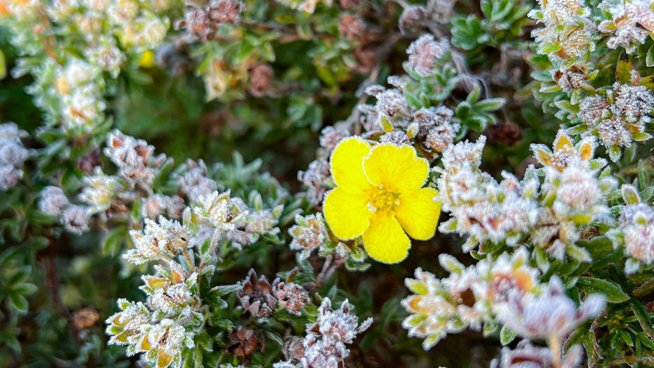 pogoda las przymrozki przymrozek jesień 