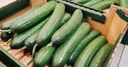 Kupujesz ogórki szklarniowe? Oto jak wpływają na organizm i kto nie powinien ich jeść
