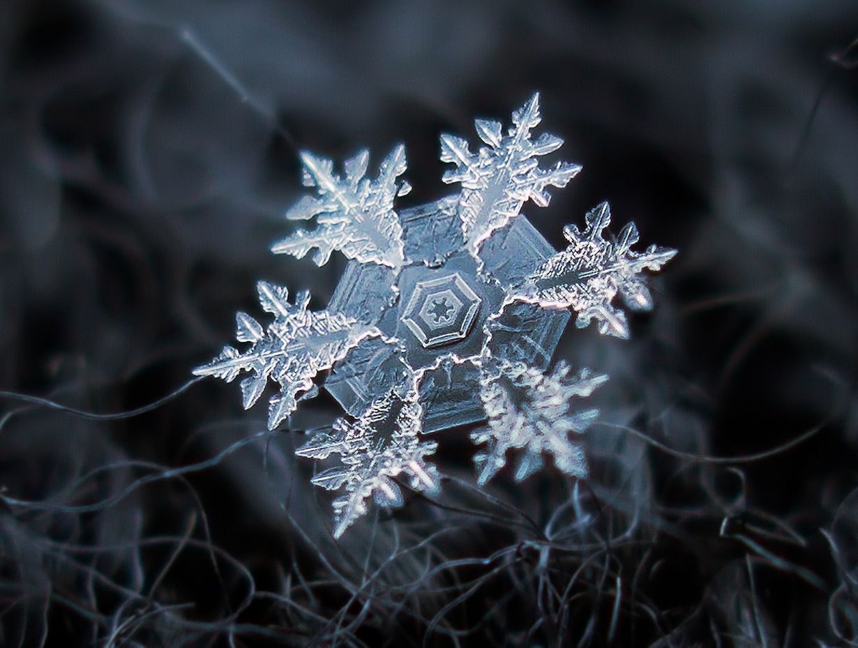 Niskobudżetowa fotografia makro Alexeya Kljatova