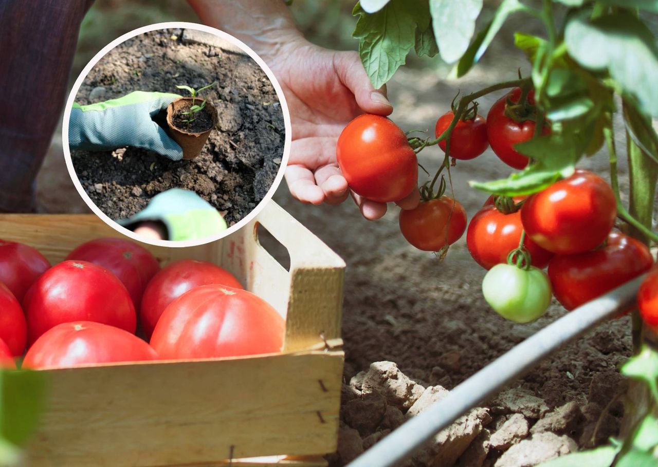 Pomidory będą smaczniejsze, gdy wyrosną w odpowiednim towarzystwie