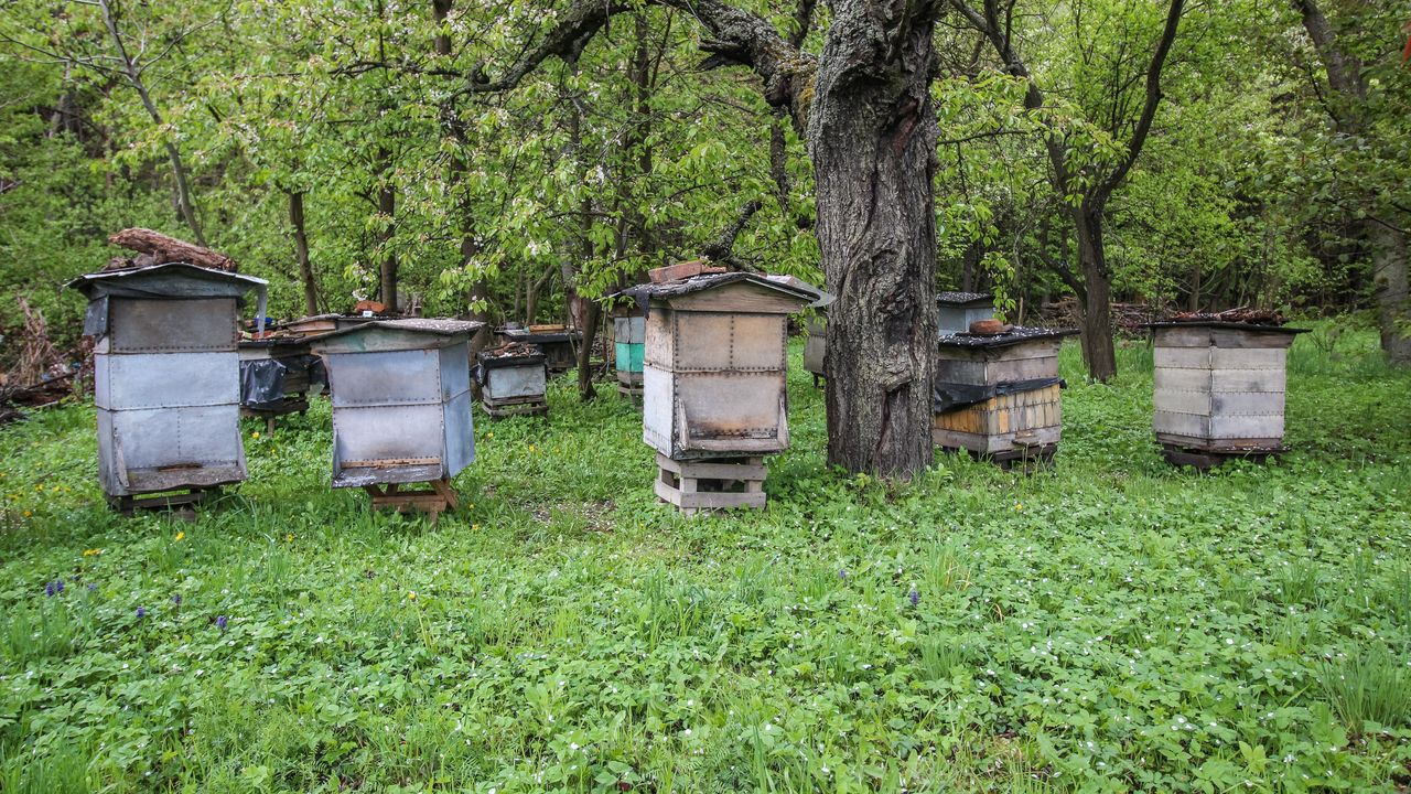 Trucizna w ulach na Mazowszu. Nieznany sprawca zabił 1,5 miliona pszczół