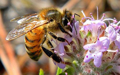 Greenpeace: praca pszczół w Polsce warta jest ponad 4 mld zł