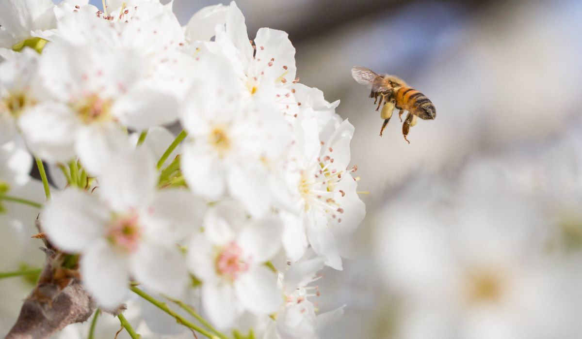 Pyłek pszczeli - Pyszności; foto: Canva