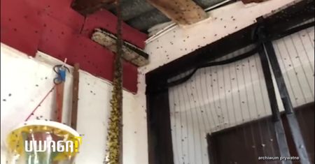 Plaga much w Niemodlinie. “Są wszędzie, nie da się żyć”