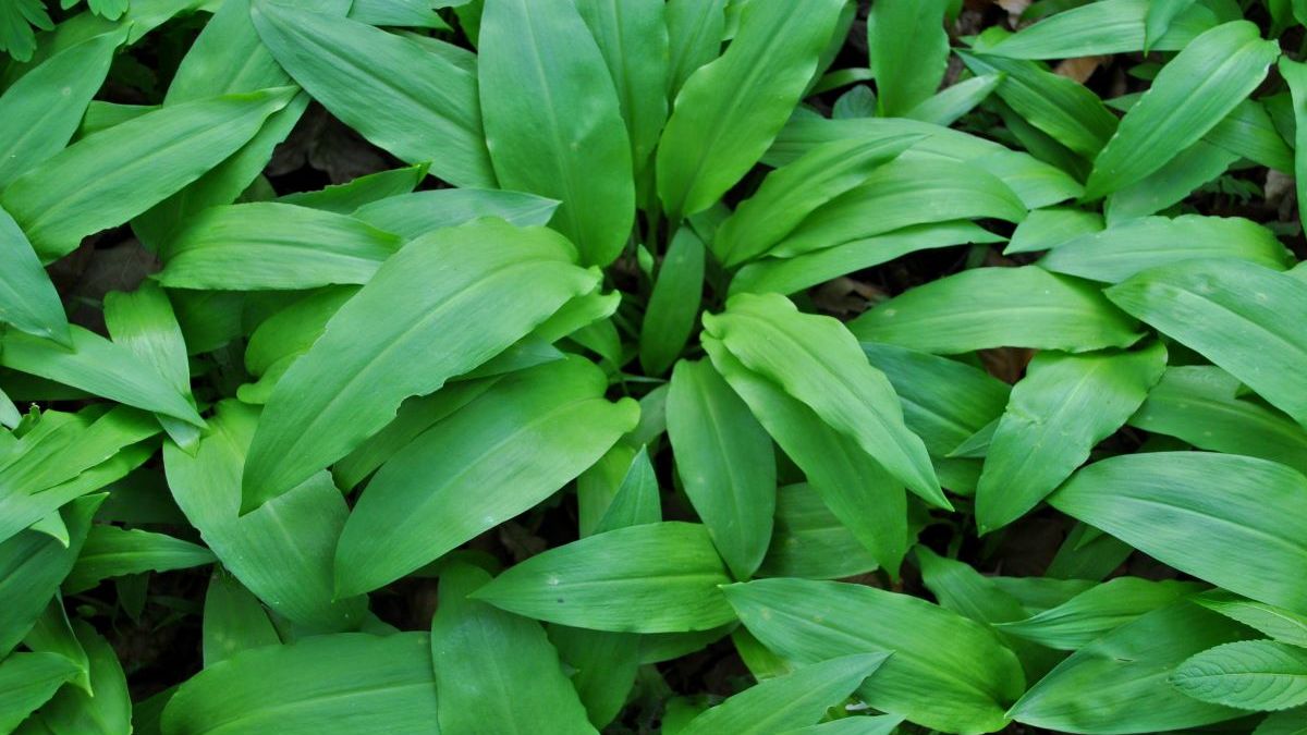 Liście czosnku niedźwiedziego - Pyszności; źródło: Adobe