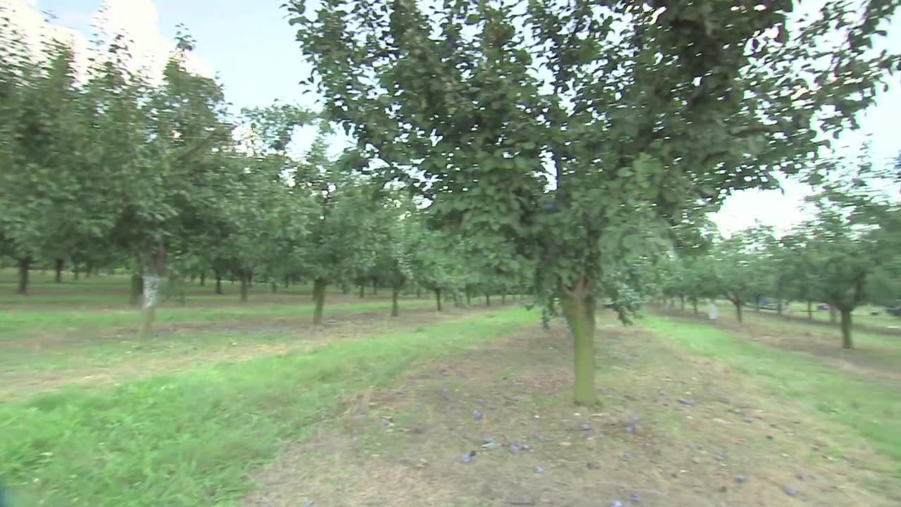 Jedzmy śliwki! Dlaczego są takie zdrowe?