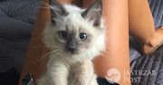 Która gwiazda pod choinką znalazła takiego uroczego kotka? [Instagram]