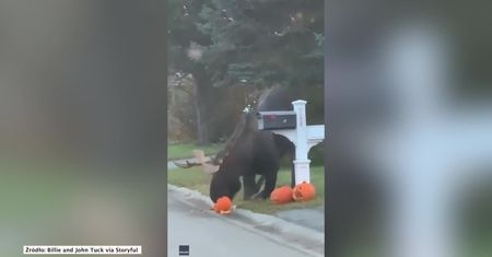 Łoś rozrabiaka! Zepsuł halloweenową dekorację