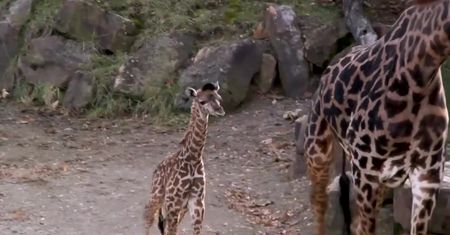 Malutka żyrafa zaprezentowana w zoo w Cincinnati