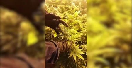 Policja zlikwidowała dwie nielegalne plantacje konopi indyjskich w okolicy Wrocławia
