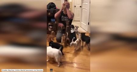 Psiarz o wielkim sercu opiekuje się opuszczonymi chihuahuami