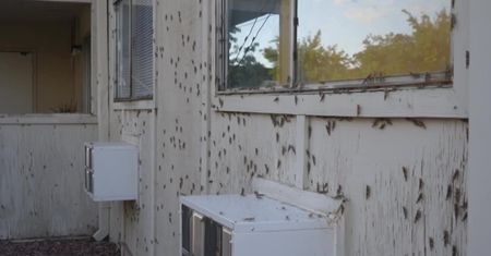 Plaga koników polnych w Nevadzie. Wina zbyt dużej ilości opadów