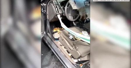 Ciekawski niedźwiedź “przeszukał” samochód. Auto zostało doszczętnie zniszczone