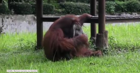 Orangutan palący papierosa. Osobliwy widok w indonezyjskim zoo