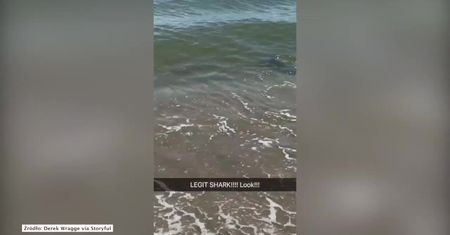 Rekin grasował tuż przy brzegu oceanu w Karolinie Północnej