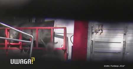 Krowy rażone prądem w głowę. Drastyczne nagrania z ubojni
