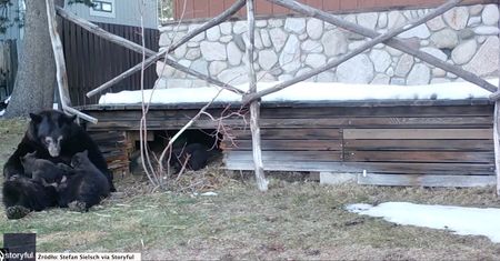 Niedźwiedzia rodzinka wyleguje się przed opuszczonym domem