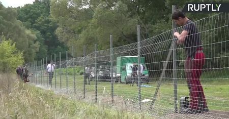Niemcy budują stałe ogrodzenie na granicy z Polską w obawie przed afrykańskim pomorem świń