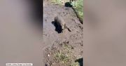 Cały w błocie! Golden retriever nie powstrzymał się przed swoim ulubionym zajęciem