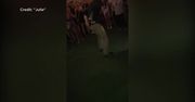 Agent FBI tańczy w barze, robi salto i… wypada mu pistolet. Jedna osoba została ranna od kuli