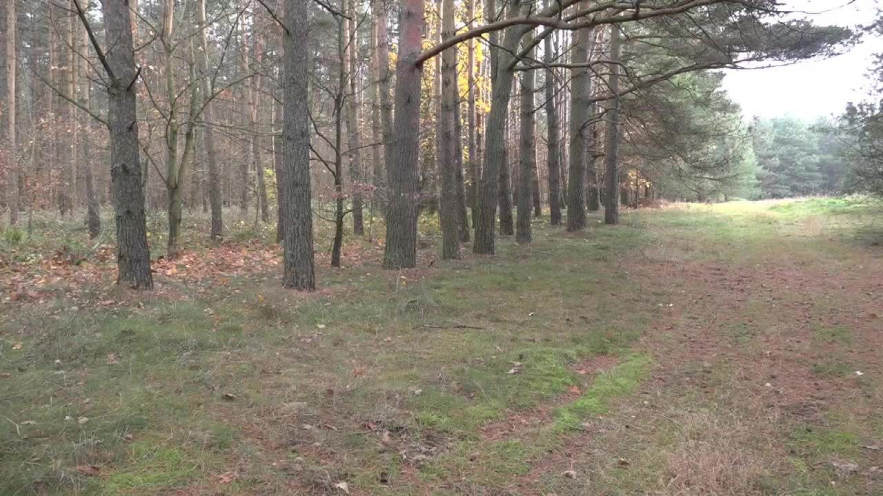 Mówił, że “widok był okropny”, a kara dla sprawcy powinna “nie być niska”. Teraz to on usłyszał zarzuty zabicia żubra