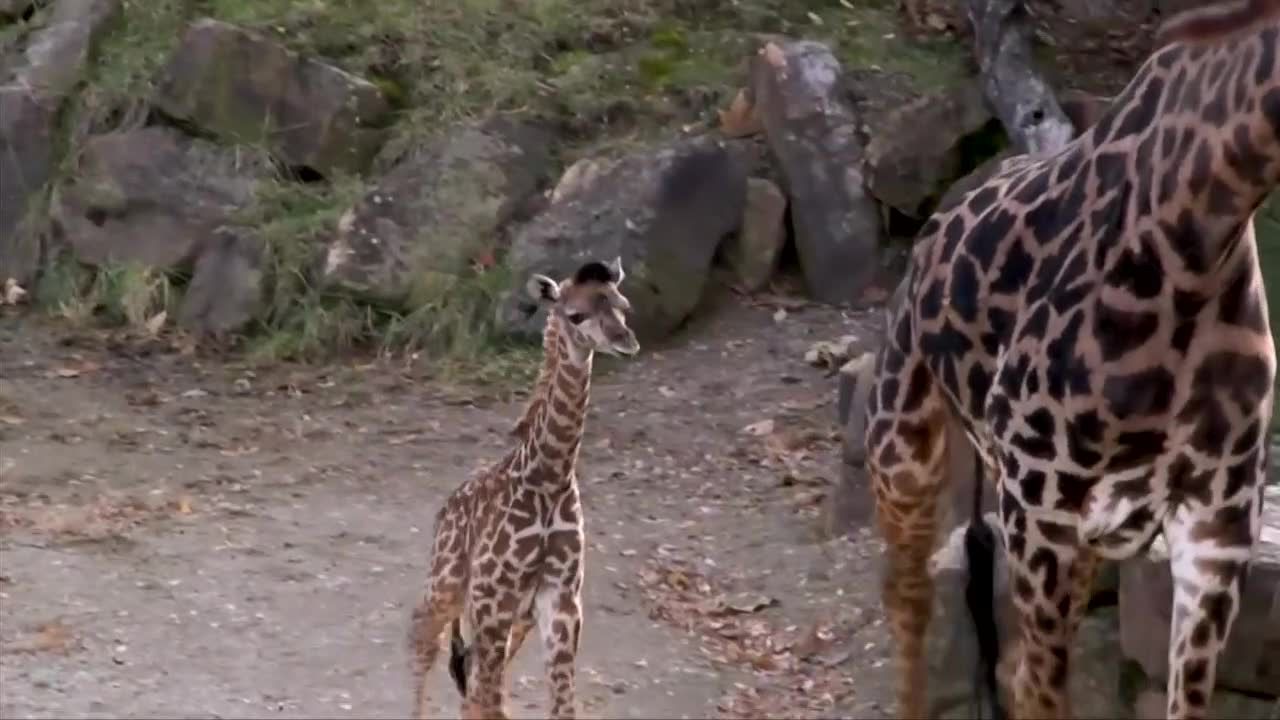 Malutka żyrafa zaprezentowana w zoo w Cincinnati