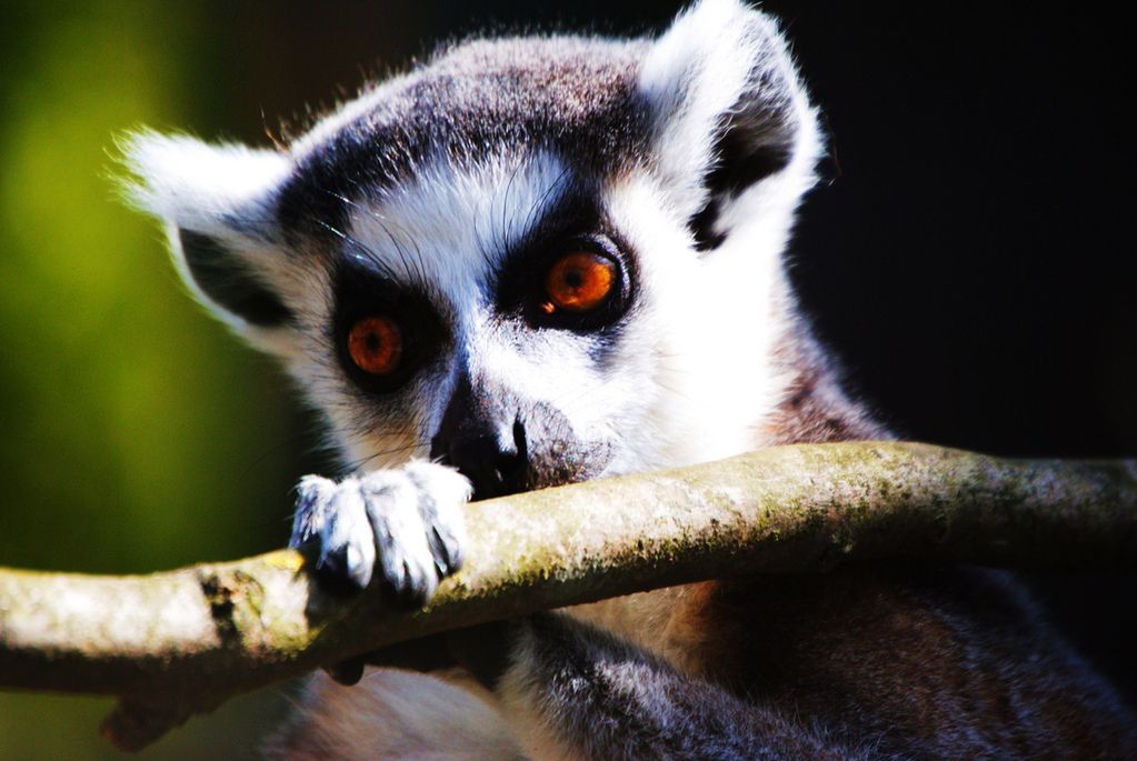 Wrocławskie zoo. Warto się tu wybrać!